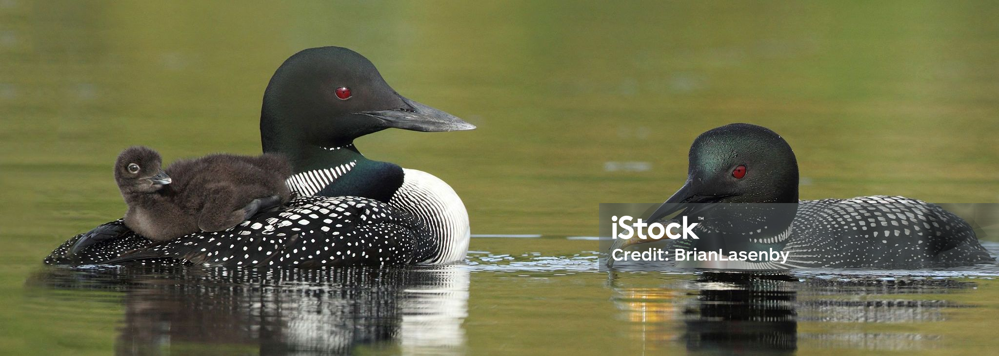 Two adult loons and one baby loon in water.