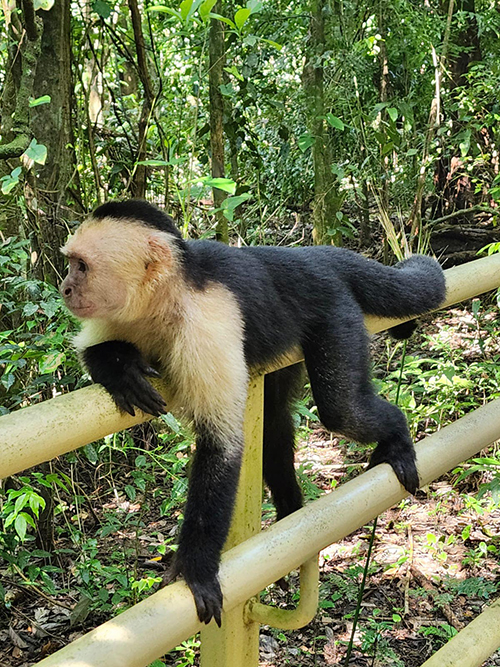 A monkey is shown on a wooden fence.